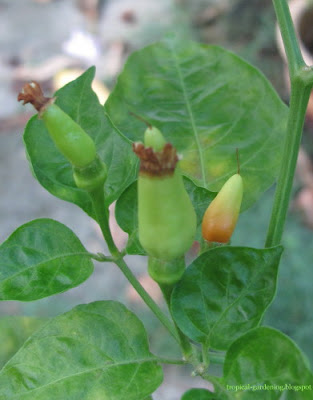 organic chili ripening