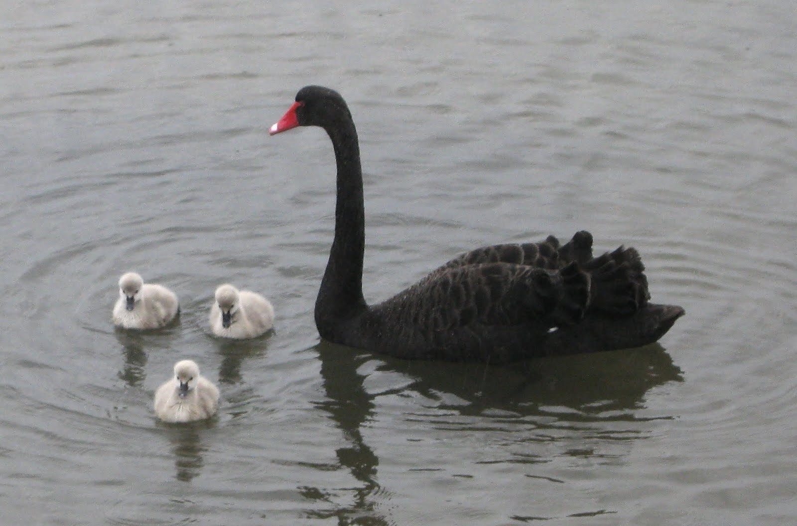 Black Swans Flying