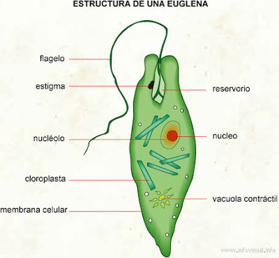 Estructura+euglena.jpg (400×371)