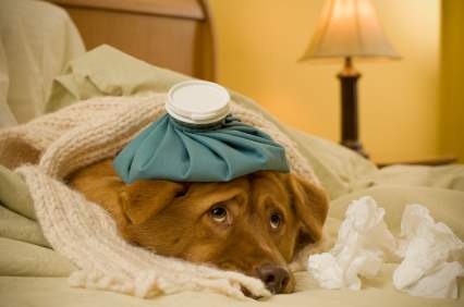 Cute Sick Dog