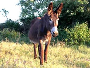 [Burro.JPG]