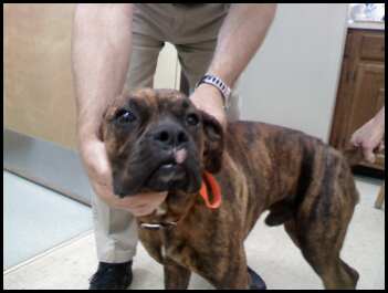 dog in critical need please help