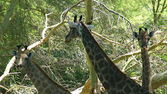 Giraffes