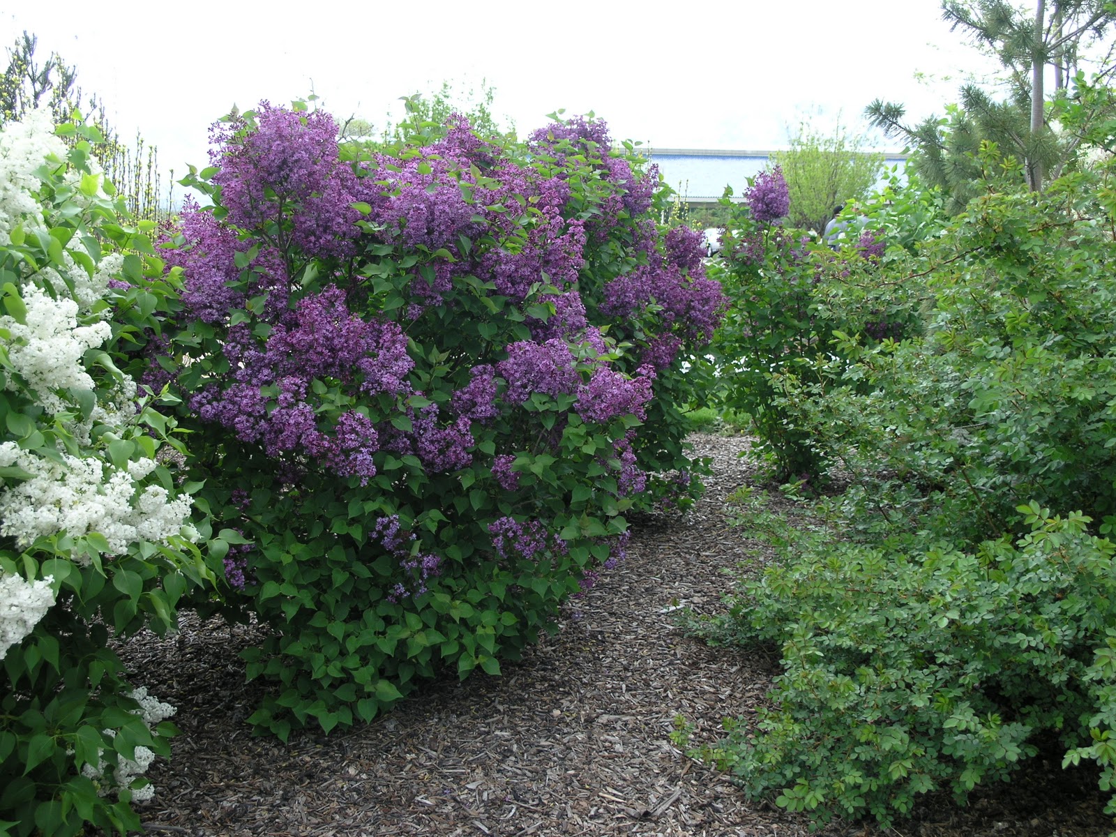 Syringa Hyacinthiflora