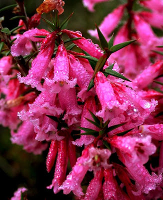 Victoria Floral Emblem