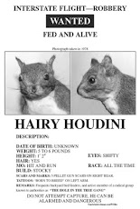 The Hairy Houdini Store