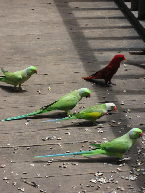 [parrotsinbirdpark.jpg]