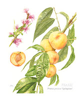 PEACH Prunus persica