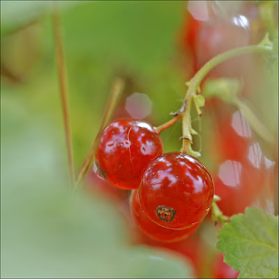 Groseilles rouges