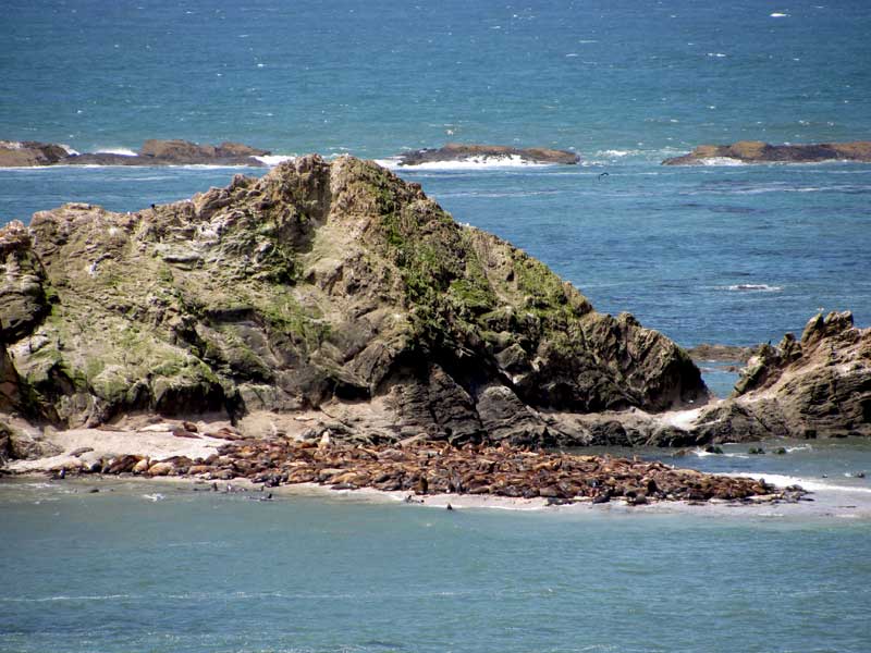 [Sea-mammals-at-Simpson-Reef+blg.jpg]