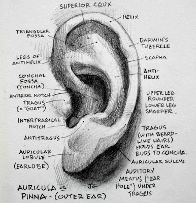 Ear Antihelix