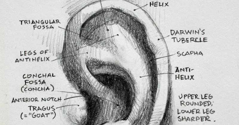Gurney Journey: The Anatomy of the Ear
