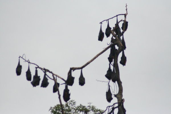 SAPUJAGAT: Teknik Tidur Kalong