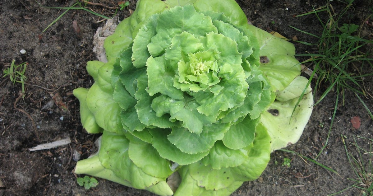 Plow Your Lawn, Grow Some Food Lettuce flowers?