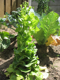 Plow Your Lawn, Grow Some Food: Lettuce flowers?