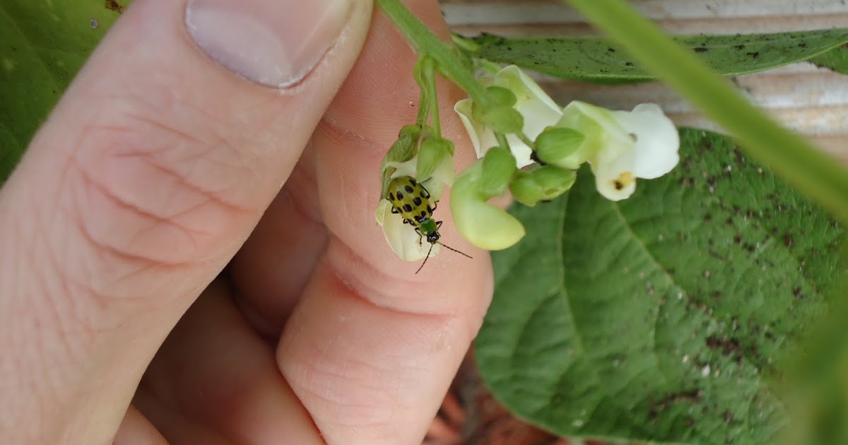 Thyme To Garden Now Cucumber Beetle on My Beans?