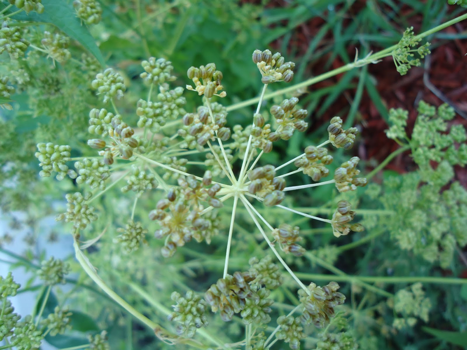 Thyme To Garden Now Cilantro (Coriander) and Parsley Going to Seed