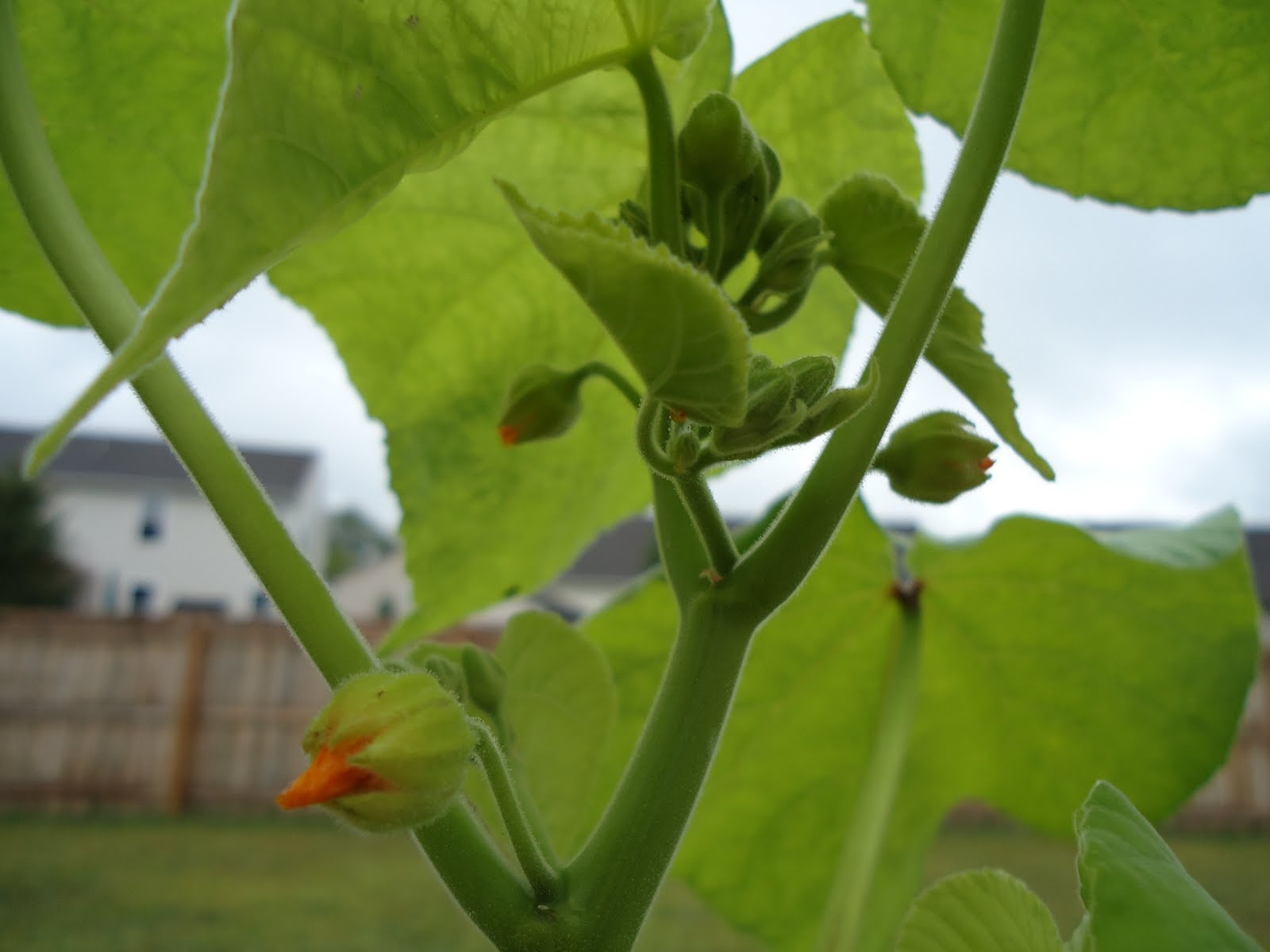 Square Cantaloupe