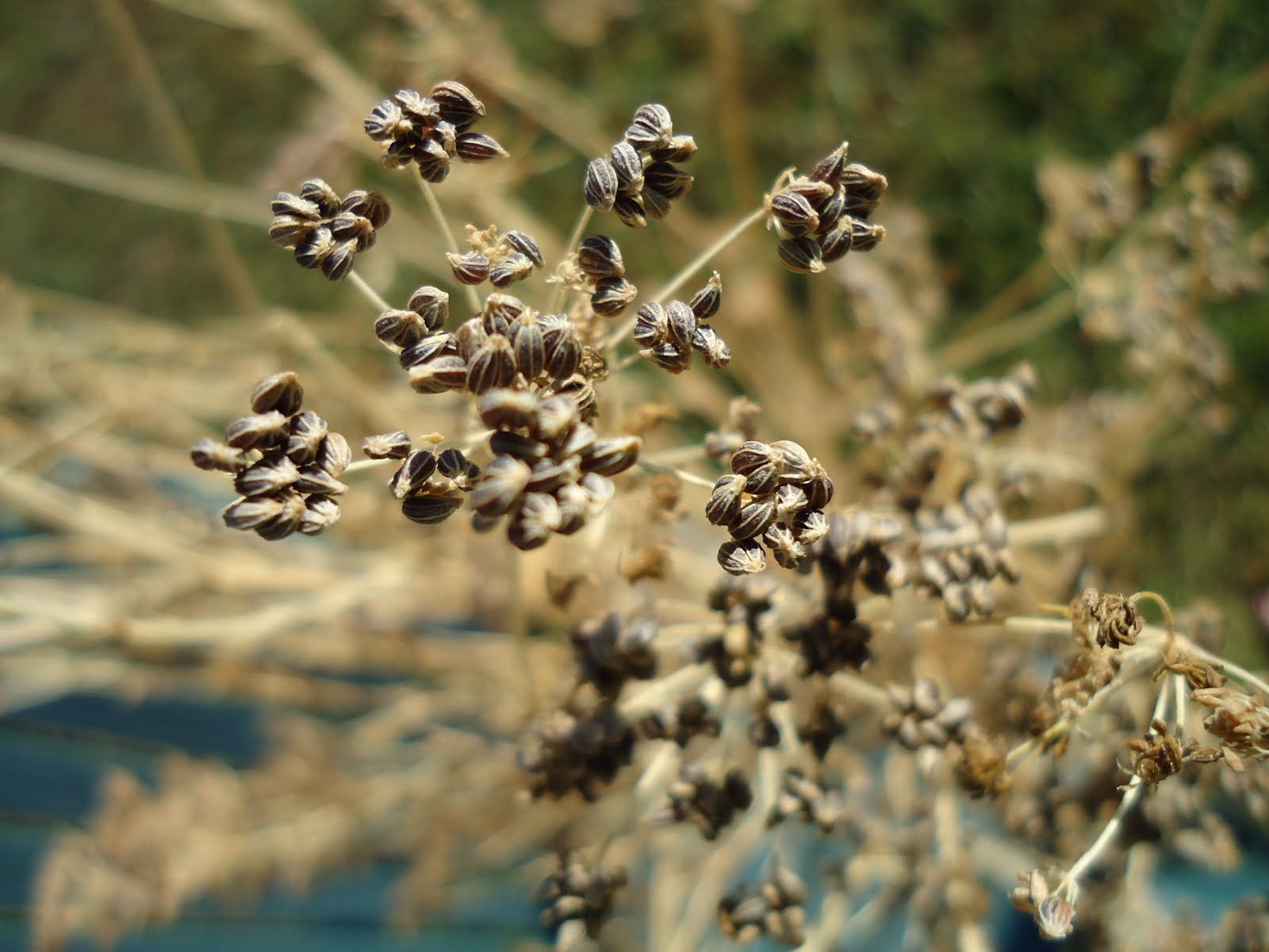 Thyme To Garden Now Parsley Seed Bouquet