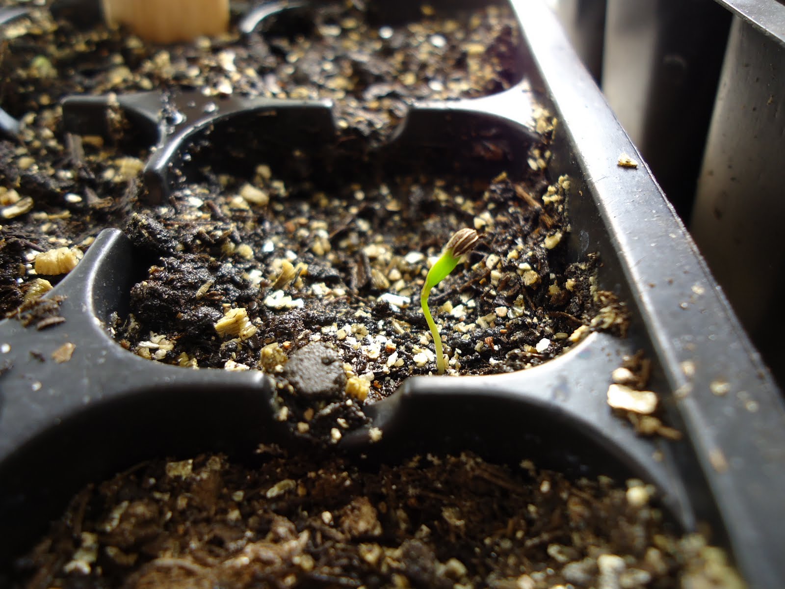 Thyme To Garden Now Saving and Germinating Parsley Seeds