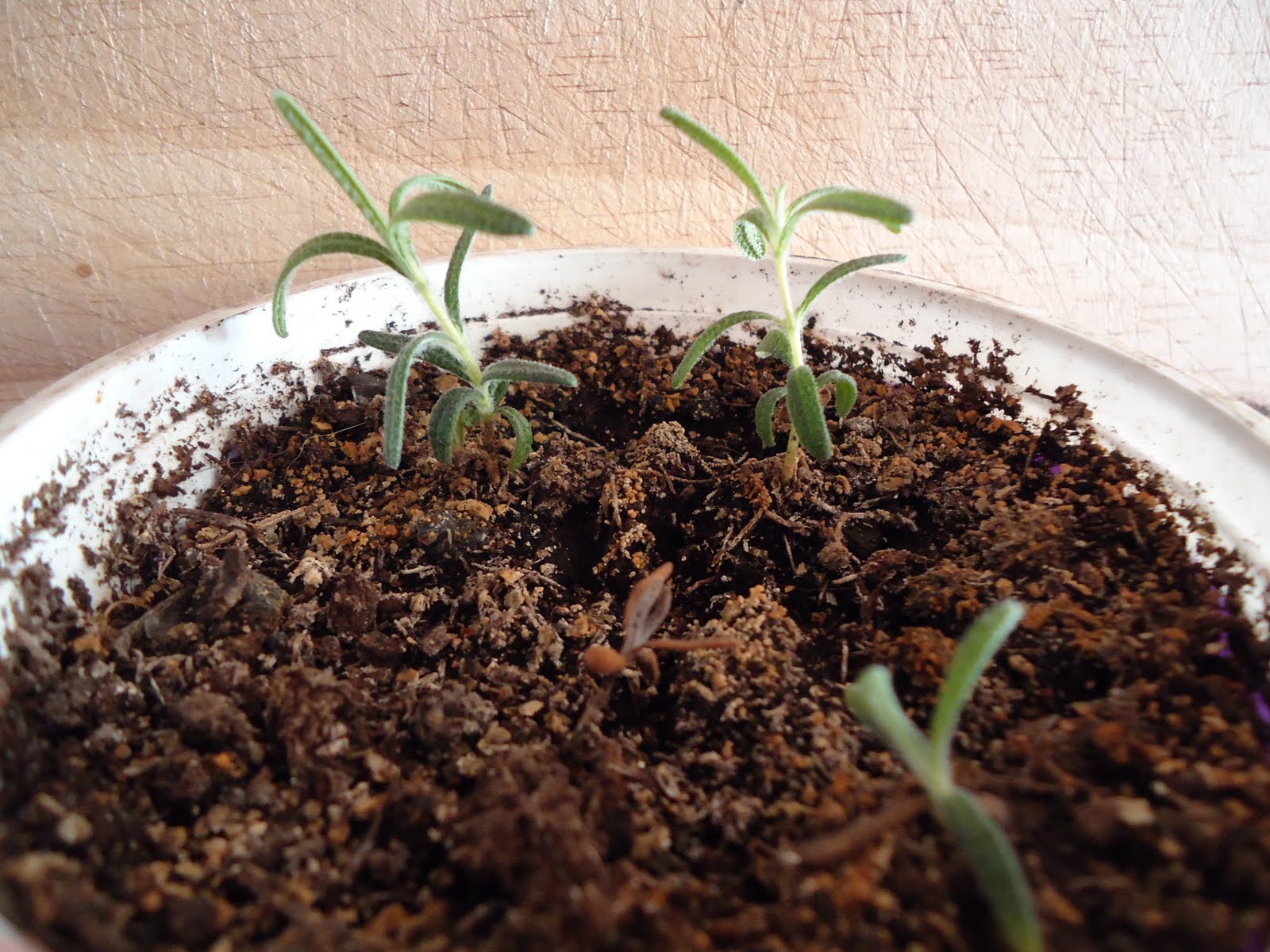 Thyme To Garden Now Growing Rosemary from Seed