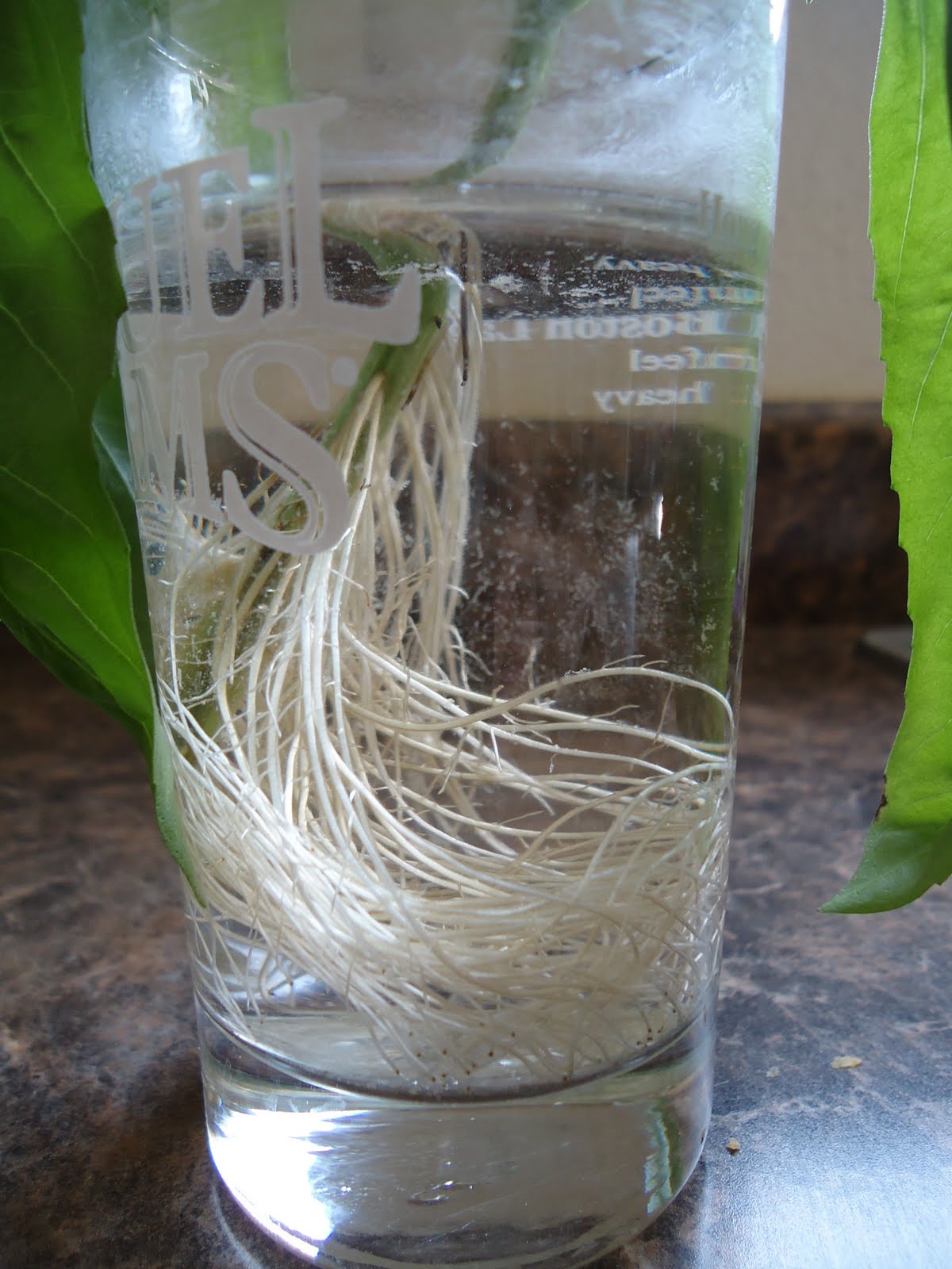cuttings basil thyme roots garden water plant plants planting clippings leaves herbs grown close cut stem