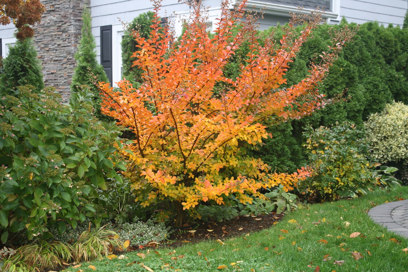 Dwarf Crepe Myrtle