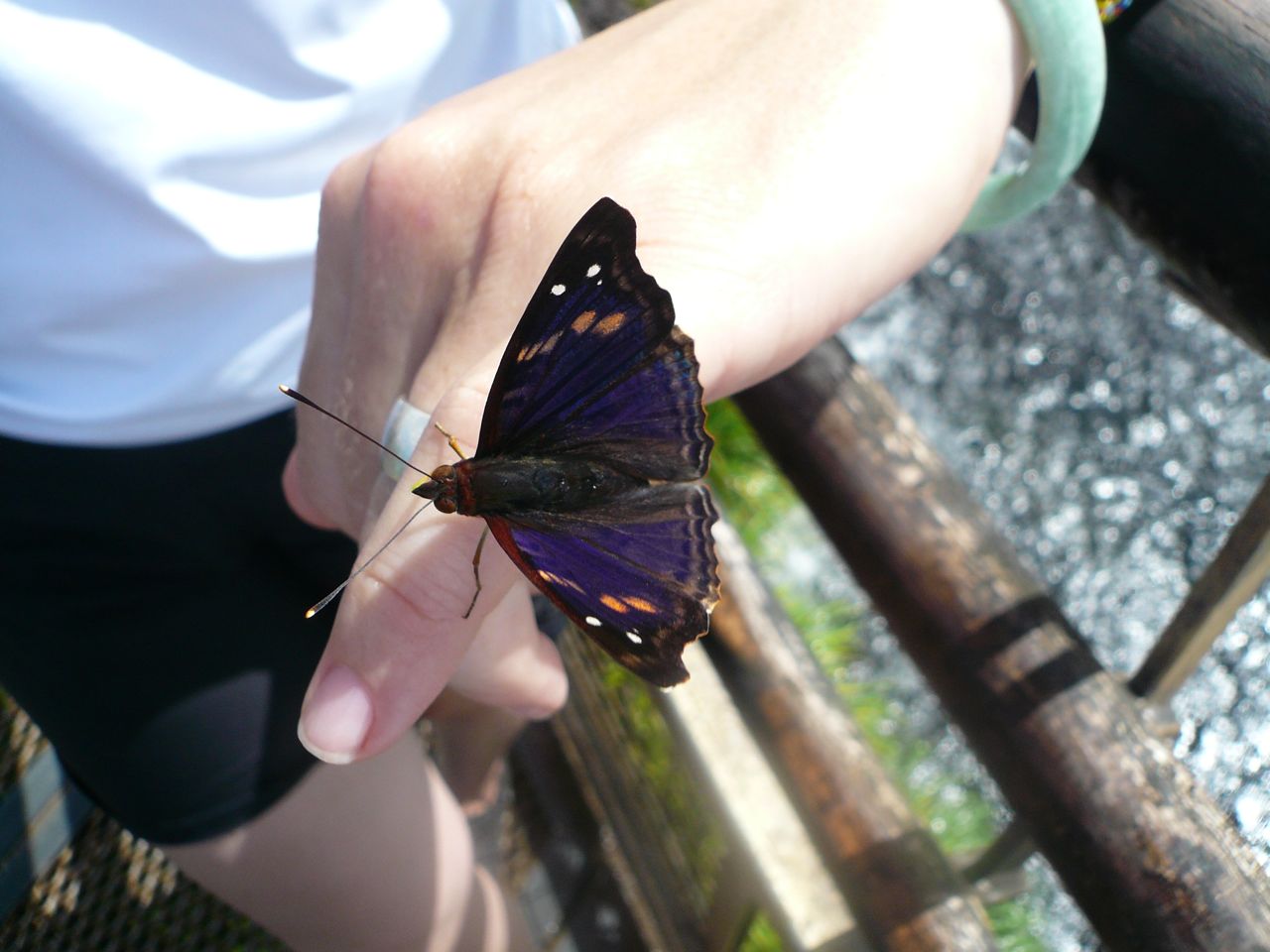 [Sarah+butterfly.jpg]
