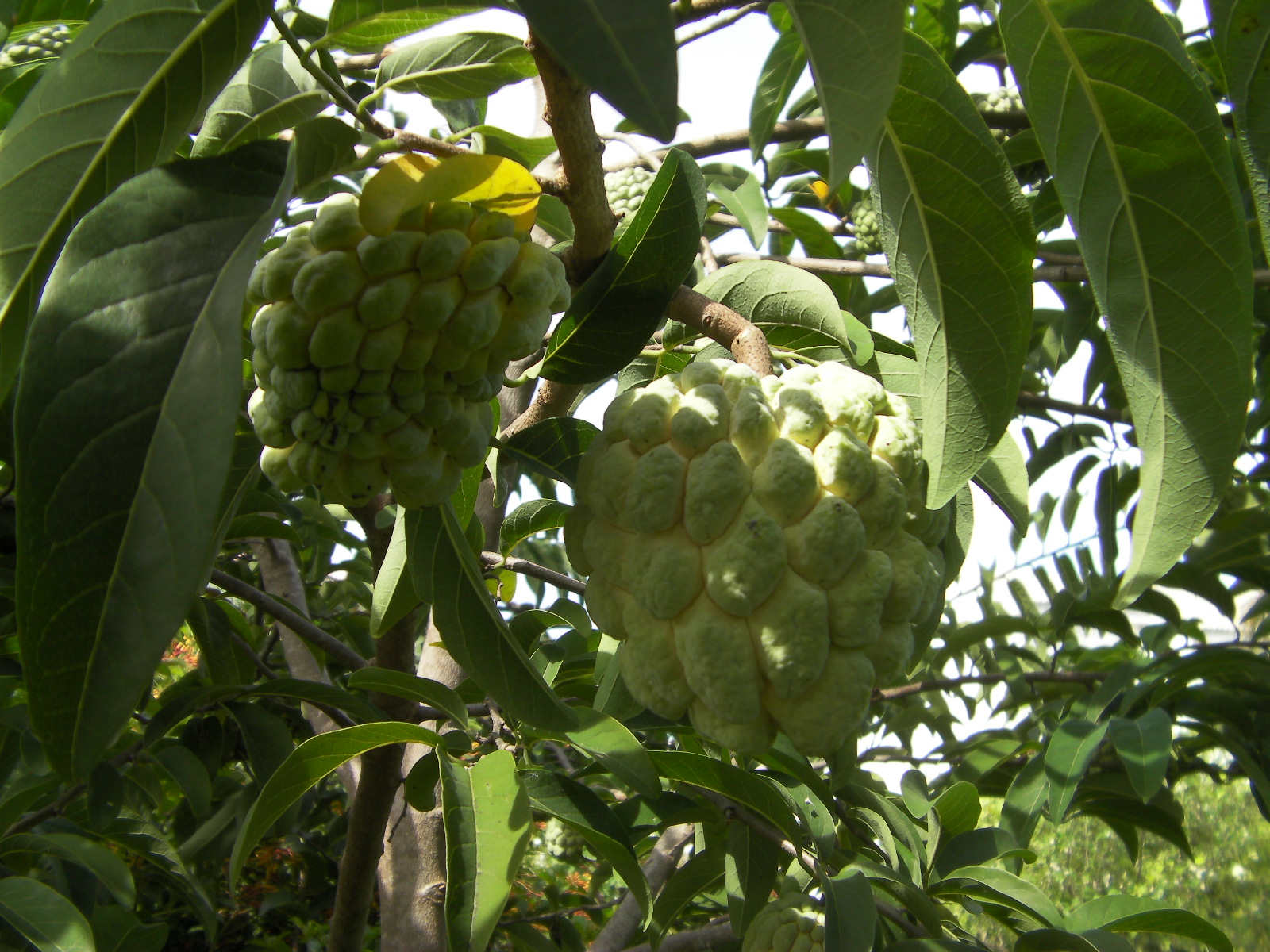 Annona Squamosa