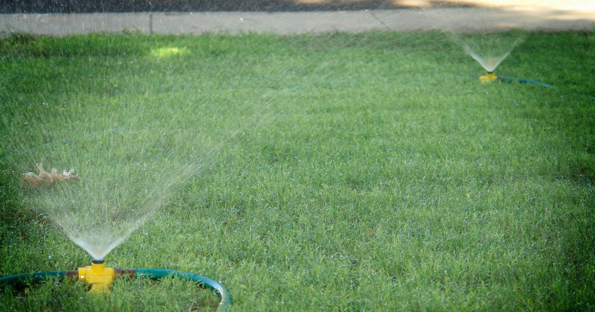 Life's Crazy Journeys: The Secret to a Great Lawn...