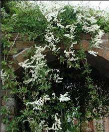 C387obandeC49FneC49Fi28Polygonium2994