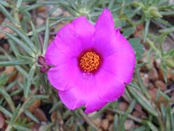 Portulaca grandiflora