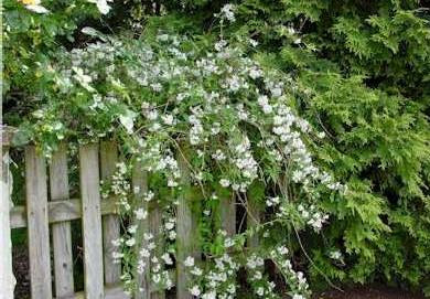 Resim222SpiraeabitkisininpeyzajdakullanC4B1mC4B1