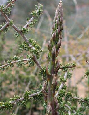 FotoC49Fraf52HasadagelmiC59FsebzekuC59Fkonmaz