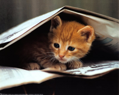 Kucing aja suka baca