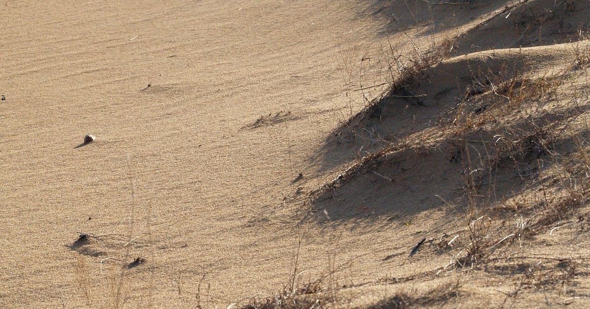 Strolling the Remnants Sand Prairie Conservation Area