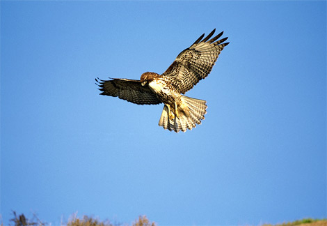 A Hawk