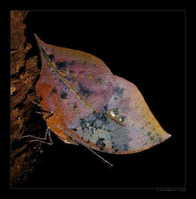 blue oak leaf