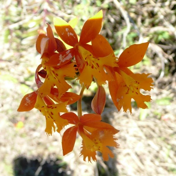 Mombacho wild orchid