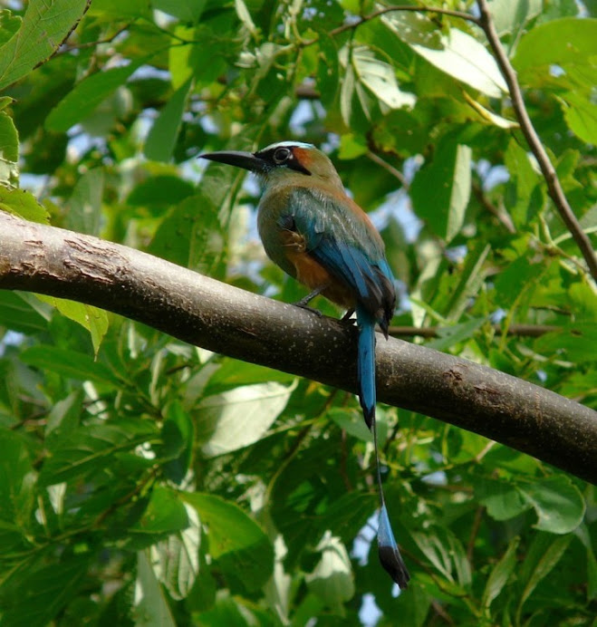Guardabarranca, or Mot-mot, nat'l bird of Nicaragua