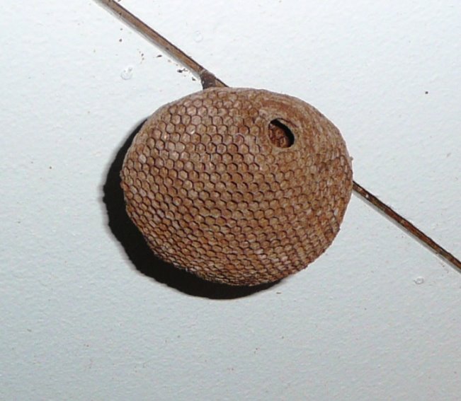 The no-longer-extant wasps' nest