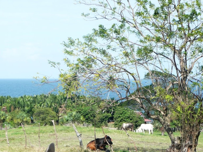 Cows of Ometepe