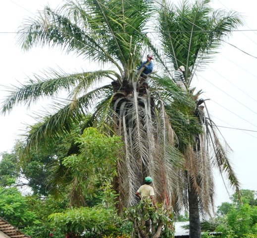 Local crew trimming back the palms