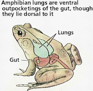 Sistem Pernapasan  Katak