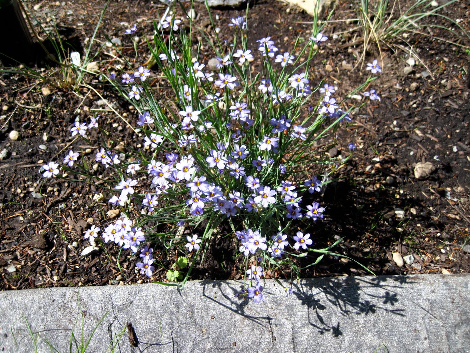 James Hannaway Piccottsend