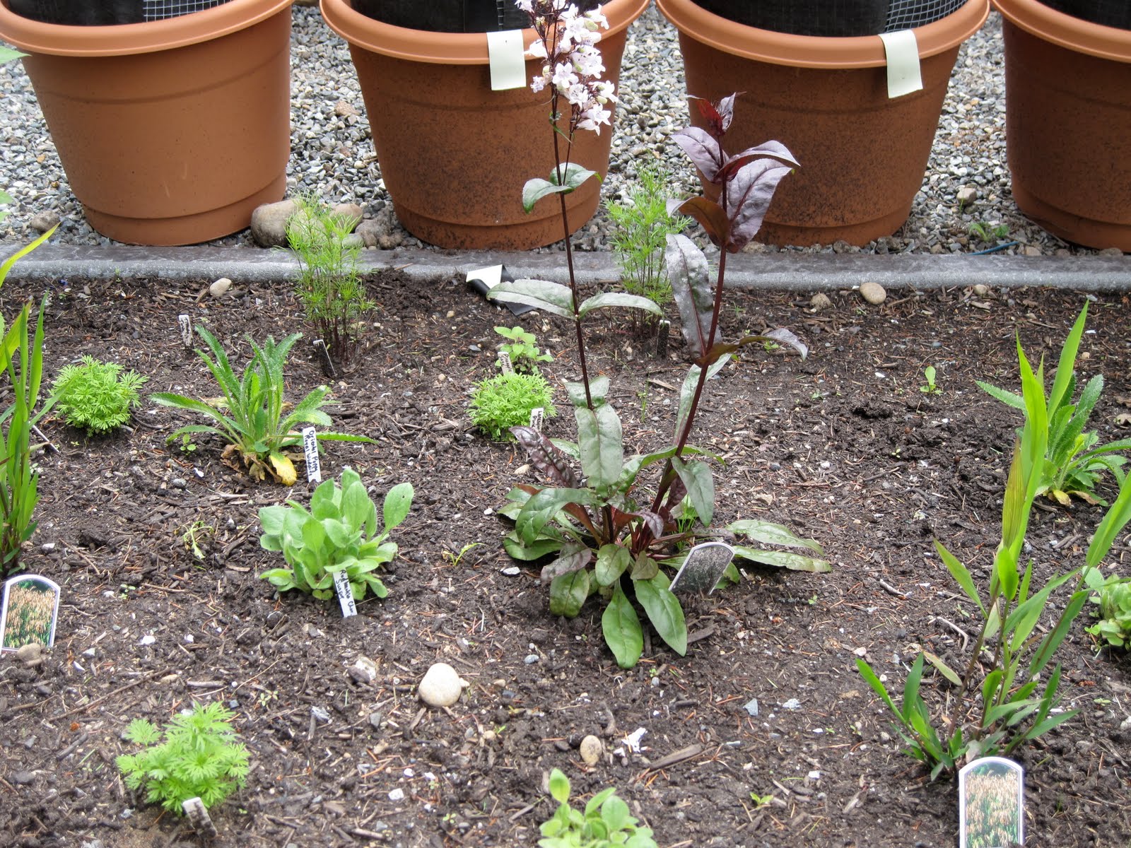 Catalogue Jardinerie Des Pepinieres Chatelain Depuis 1967
