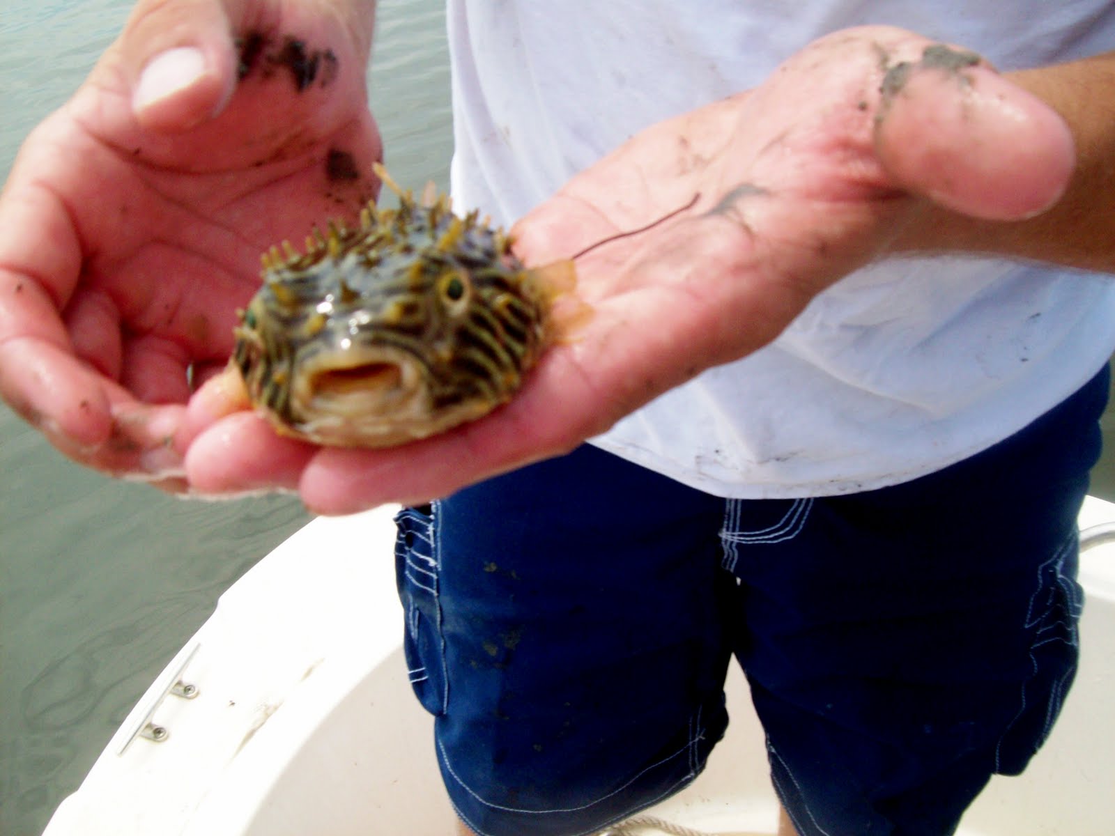 Puffer Fish Icon