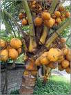 Kisah Kelapa Tua Pokok+kelapa