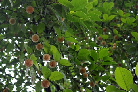 Kadam Tree