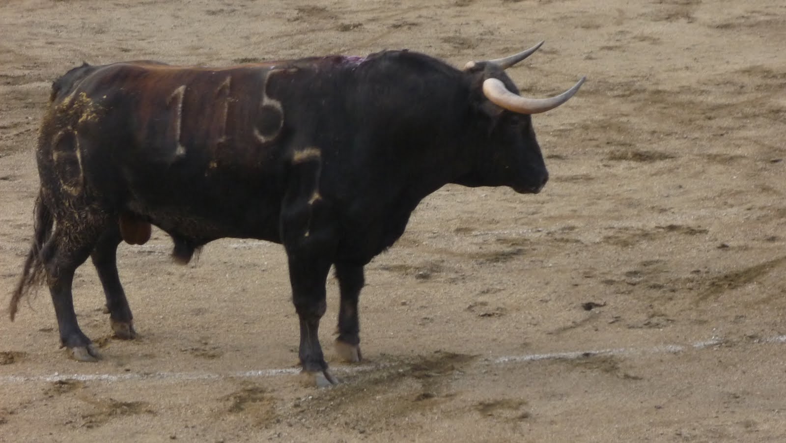 Zorro Corredero de Cadalso de los Vidrios: Crónica feria del Cristo